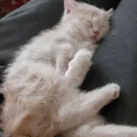 گربه بریتیش اسکاتیش|گربه|ارومیه, |دیوار