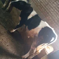 گوساله|حیوانات مزرعه|نظر کهریزی, |دیوار