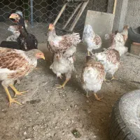 تخم مرغ نطفه دار|حیوانات مزرعه|قزوین, |دیوار