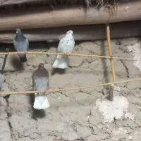 کبوتر رنگی|پرنده|اسفراین, |دیوار