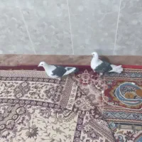 این کویتی کم شده هرکی گرفته شیرنیشو  میدم بعد