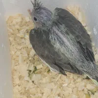 جوجه عروس هلندی|پرنده|قم, باجک یک|دیوار