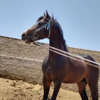 اسب|اسب و تجهیزات اسب‌سواری|پیشوا, |دیوار