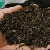 کود بلدرچین