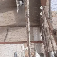 ۶عدد جوجه کشی  خودم