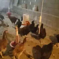 مرغ و خروس لاری