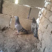 پلاکی