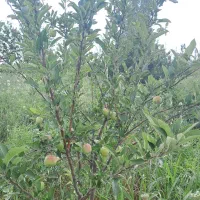 فروش باغ|فروش دفتر صنعتی، کشاورزی، تجاری|شوط, |دیوار