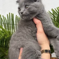 گربه اسکاتیش شورت هیر رنگ بلوو|گربه|بابل, |دیوار