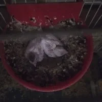 قناری|پرنده|بیرجند, |دیوار