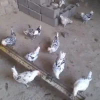 تخم مرغ گلین وخروس گلین|حیوانات مزرعه|گچی, |دیوار