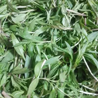 سبزی خوردن پاک و شسته شده