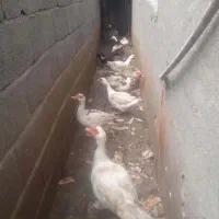 فروش ویژه اردک اسرائیلی فوری در لنگرود