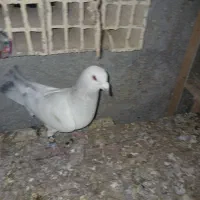 پلاکی  معاوضه  با طوقی|پرنده|شیراز, دکتر حسابی|دیوار