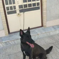 سگ نرمالینویر فان سیبل