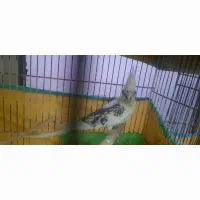 عروس هلندی گمشده،|حیوانات|دامغان, |دیوار