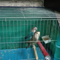 طوطی برزیلی