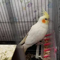 عروس هلندی جفت با تخمش سخنگو