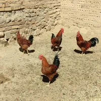 خروس محلی|حیوانات مزرعه|نیشابور, شهرک اندیشه|دیوار