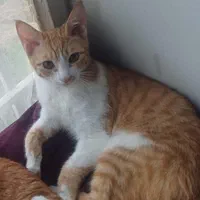 گربه گمشده