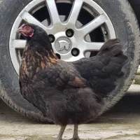 مرغ تخم گذار محلی سیاه جوان