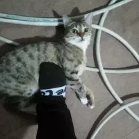 واگذاری گربه 7 ماهه