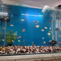 آکواریوم شرکتی ولوازم وماهی