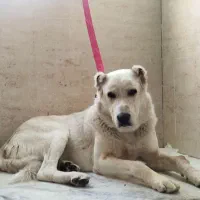 آلابای سگ نگهبان