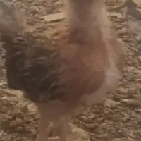 جوجه مرغ و خروس محلی