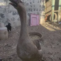 یک عدد قو غاز اصل نر