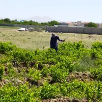 باغ انگور ۸بانه روستای عمان نزدیک دهات ماشینرو