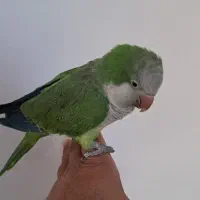 راهب رام و صاف و کشیده و سخنگو