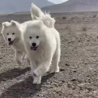 فراری های پر دردسر ( سامویید نر و ماده)