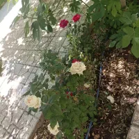 فروش ساختمان ویلایی دو طبقه که کاملا مجزا|فروش خانه و ویلا|زرندیه, |دیوار