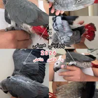 جوجه کاسکو رد فکتور (جهش ژنتیکی)   کلکسیونی