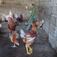 مرغ محلی|حیوانات مزرعه|تاتار علیا, |دیوار