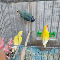 یک جفت کوتوله مولد با ی کوتوله سه ماهه همراه وسایل|پرنده|قم, شهرک مهدیه|دیوار