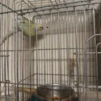 ملنگو صدرصد مولد