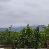 ۳۷۵ متر جنگلی سند پروانه و دور محصور