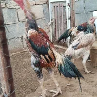 فروش تخم مرغ اوشامو|حیوانات مزرعه|کبودرآهنگ, |دیوار