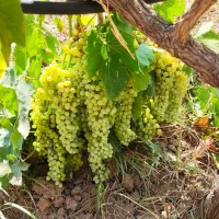 باغ-انگور-بیدانه-وشانی-سیاه