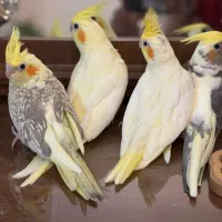 جوجه عروس هلندی|پرنده|تهران, نارمک|دیوار