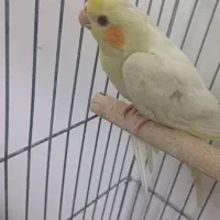 عروس هلندی گمشده
