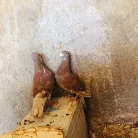 کبوتر جفتگاه