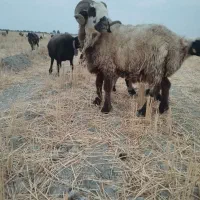یک راس قوچ شاخی
