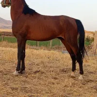 اسب نریون 3سال ونیم