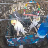 عروس هلندی با جوجه