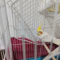 عروس هلندی