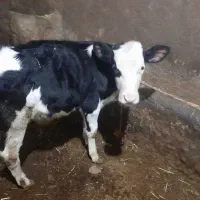 فروش گوساله  سیمینتال نر