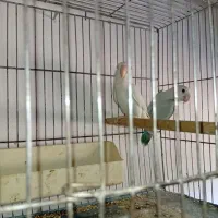 انواع طوطی  مرغ عشق.برزیلی.فنچ.عروس هلندی.گیرینچیک|پرنده|الوند, |دیوار